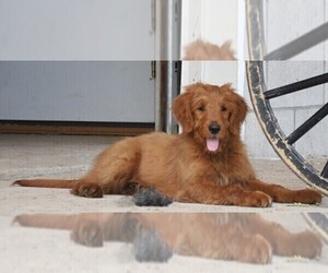 Goldendoodle Puppy for sale in FREDERICKSBG, OH, USA
