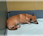 Small #5 Chiweenie