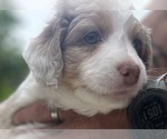 Small Photo #2 Aussie-Poo-Miniature Bernedoodle Mix Puppy For Sale in BLUE SPRINGS, MO, USA
