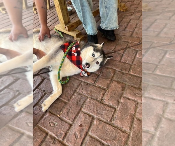 Medium Photo #8 Siberian Husky Puppy For Sale in Holly Springs, NC, USA