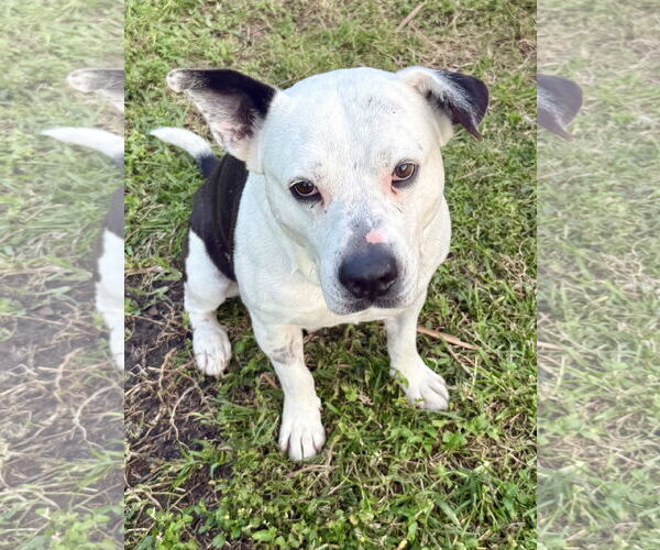 Medium Photo #2 American Bulldog Puppy For Sale in Boca Raton, FL, USA