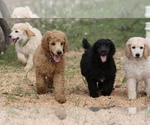 Small Photo #2 Poodle (Standard) Puppy For Sale in GARWOOD, TX, USA