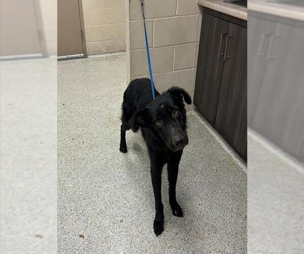 Medium Photo #1 German Shepherd Dog-Unknown Mix Puppy For Sale in Conroe, TX, USA