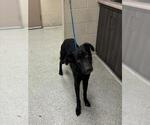 Small German Shepherd Dog Mix