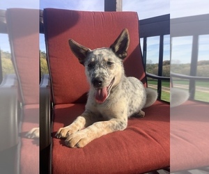 Australian Cattle Dog Puppy for sale in HILLSBORO, WI, USA