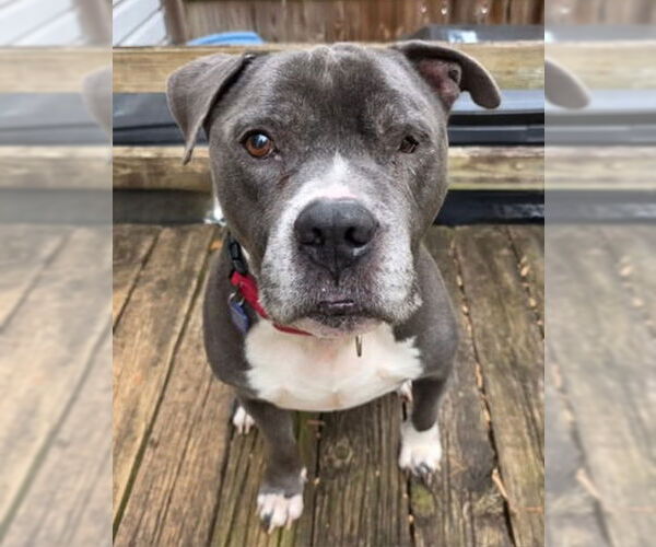 Medium Photo #3 Mutt Puppy For Sale in Spotsylvania, VA, USA