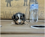 Small #6 Morkie