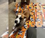 Small American Staffordshire Terrier