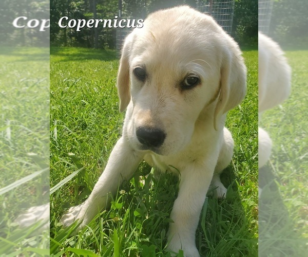 Medium Photo #1 English Cream Golden Retriever-Labrador Retriever Mix Puppy For Sale in LYLES, TN, USA
