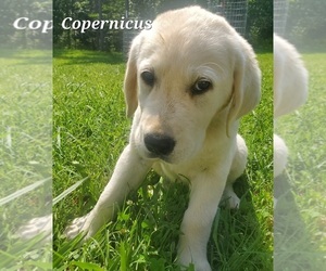 English Cream Golden Retriever-Labrador Retriever Mix Puppy for sale in LYLES, TN, USA