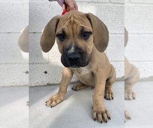 Boerboel Puppy for sale in FULLERTON, CA, USA
