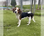 Small Beagle