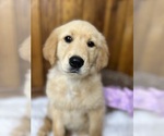 Small Photo #3 Golden Retriever Puppy For Sale in NEOLA, WV, USA