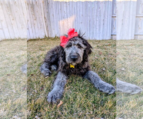 Medium Photo #5 Poodle (Standard) Puppy For Sale in Sandy, UT, USA