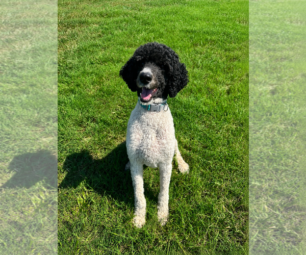 Medium Photo #3 Poodle (Standard) Puppy For Sale in Pacolet, SC, USA