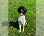 Small #2 Poodle (Standard)