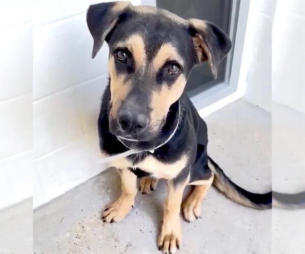 Medium Photo #3 German Shepherd Dog-Unknown Mix Puppy For Sale in Houston, TX, USA