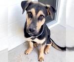 Small #2 German Shepherd Dog Mix