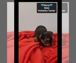 Small #2 Yorkshire Terrier
