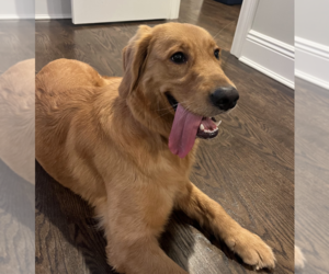 Golden Retriever Dogs for adoption in Brooklyn, NY, USA