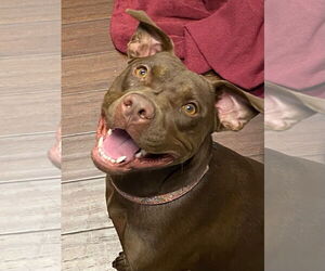 Nallah - Female American Staffordshire Terrier-Labrador Retriever Mix Dog for Adoption - Photo #27