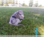 Small Photo #12 Great Dane Puppy For Sale in STOCKTON, MO, USA
