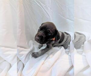 Medium German Shorthaired Pointer