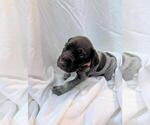 Puppy 6 German Shorthaired Pointer