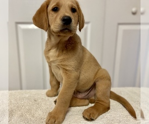Labrador Retriever Puppy for Sale in CHATTANOOGA, Tennessee USA