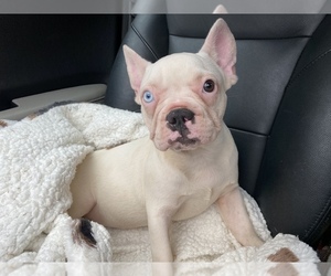 French Bulldog Puppy for sale in BOSTON, MA, USA