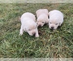 Small Photo #6 Labrador Retriever Puppy For Sale in CLINTONVILLE, WI, USA