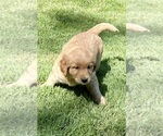 Small #1 Golden Retriever
