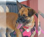 Small #4 Pug Mix