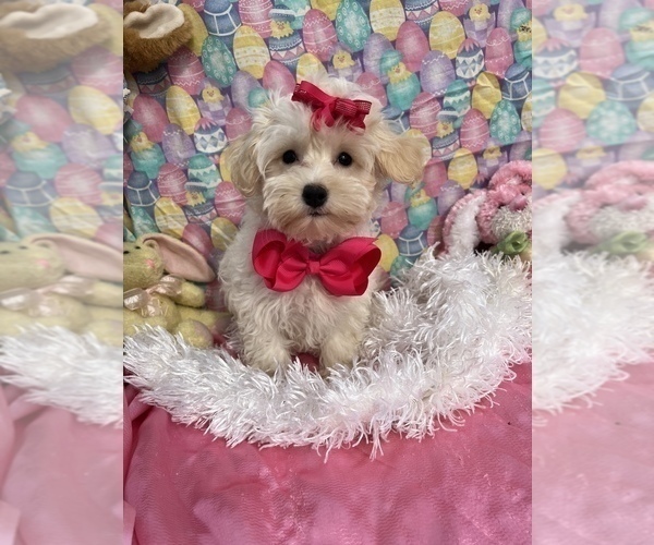 Medium Photo #6 Maltipoo Puppy For Sale in BOLINGBROOK, IL, USA