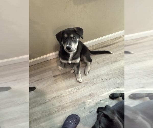 Medium Photo #3 Labsky Puppy For Sale in JOHNSTON, RI, USA