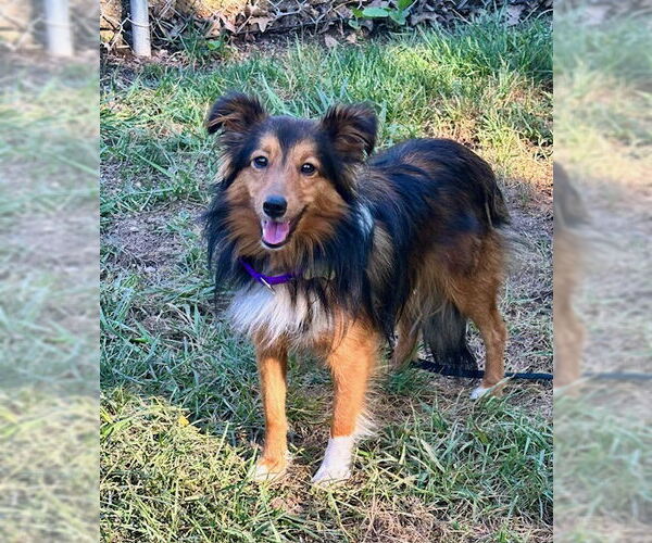Medium Photo #3 Mutt Puppy For Sale in Wamego, KS, USA