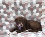 Small Photo #2 Border Collie Puppy For Sale in CLAY, PA, USA