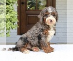 Small #2 Bernedoodle (Miniature)