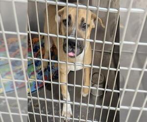 Mastiff Dogs for adoption in Decatur, IL, USA