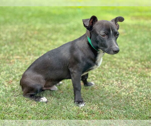 Medium Photo #4 Dachshund-Unknown Mix Puppy For Sale in PIPE CREEK, TX, USA