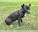 Small #3 Dachshund Mix