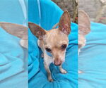 Small #1 Chihuahua Mix