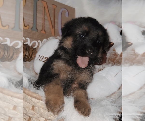 Medium Photo #1 German Shepherd Dog Puppy For Sale in ALBUQUERQUE, NM, USA