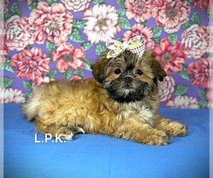 Mal-Shi Puppy for sale in WINNSBORO, LA, USA