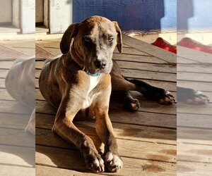Catahoula Leopard Dog-Unknown Mix Dogs for adoption in Bullard, TX, USA