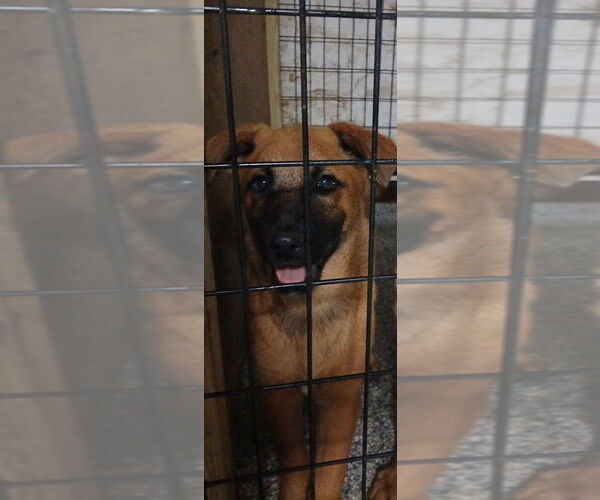 Medium Photo #3 Mutt Puppy For Sale in Stevens Point, WI, USA