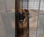 Small #2 Mutt