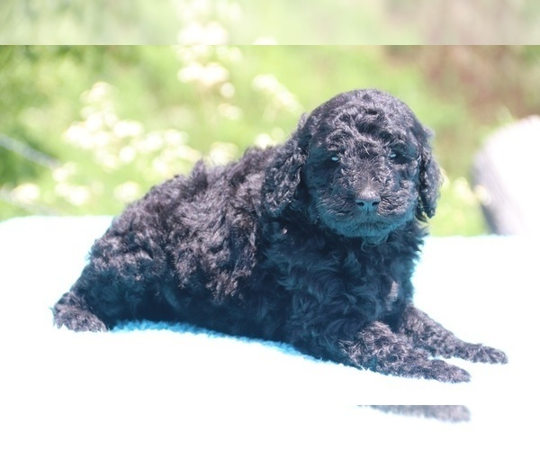 Medium Photo #1 Poodle (Standard) Puppy For Sale in UNION CITY, TN, USA