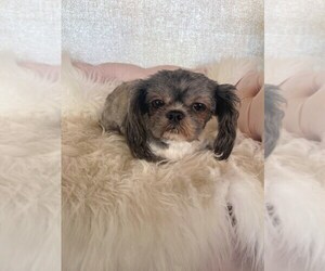 Shih Tzu Puppy for sale in STUART, FL, USA