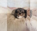 Image preview for Ad Listing. Nickname: Sadie Mae